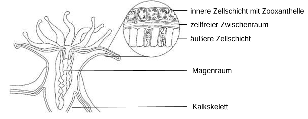 Querschnitt eines Korallenpolypen mit Zellschichten, Magenraum und Kalkskelett.